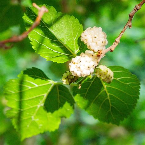 white mulberry leaf dangers